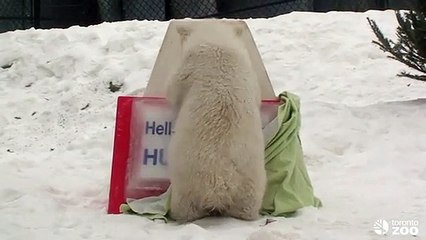 Humphrey, o urso polar que revelou o próprio nome
