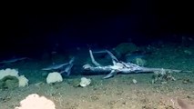 Câmeras flagram tubarão sendo engolido vivo por peixe gigante; assista