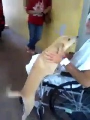Cão esperou oito dias pelo dono