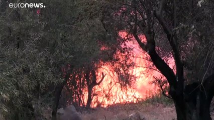 Már Algériában is bozóttüzek pusztítanak, a hatóságok szerint gyújtogatás történt