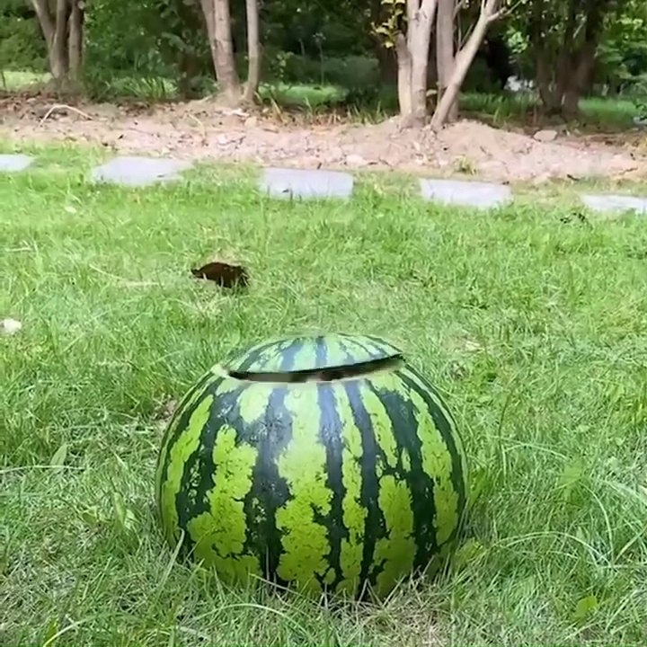 Mini Pomeranian  Funny and Cute Pomeranian Videos _ Funny Puppy Videos 2021