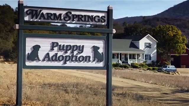 anúncios mais partilhados Budweiser Super Bowl XLVIII Commercial Puppy Love