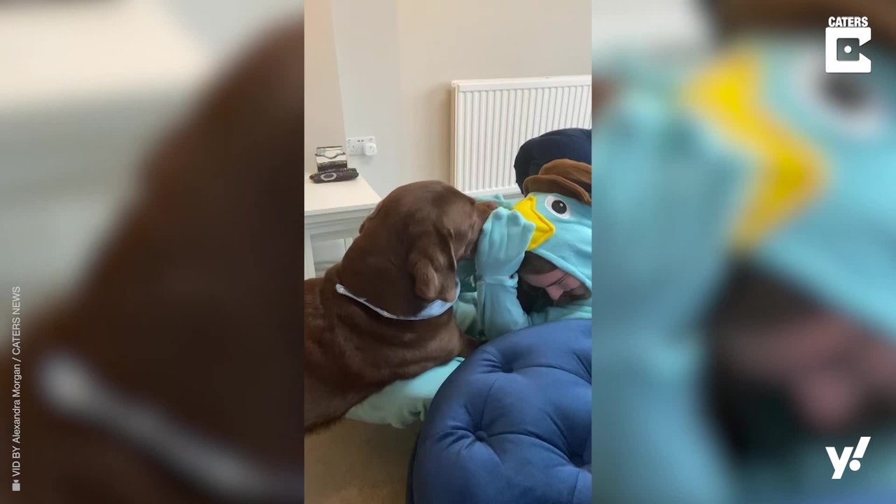 Frauchen von Labrador verkleidet sich als Lieblingsstofftier