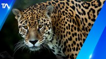 El jaguar estaría extinto en la costa ecuatoriana