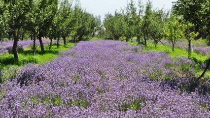 Here's why Lavender farming is getting boost in JK