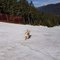 Golden Retriever Enjoys While Running Around and Sliding Downhill in Scenic Snow-Covered Terrain