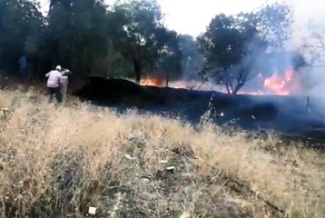 Nazilli'de zirai alanda yangın çıktı