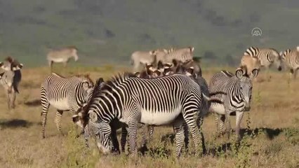 Kenya'da aslan popülasyonu 2010 yılından bu yana yüzde 25 arttı