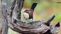 Sometimes Birds Can Fall into a Climate Change Trap, Alerting Their Behavior in the Wrong Direction