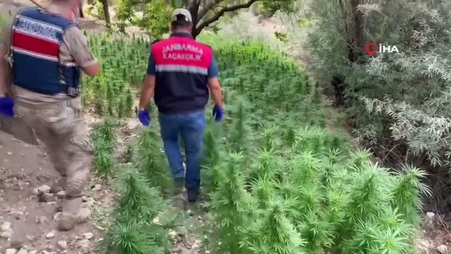 Kayısı bahçesine hint keneviri eken şahıs yakalandı