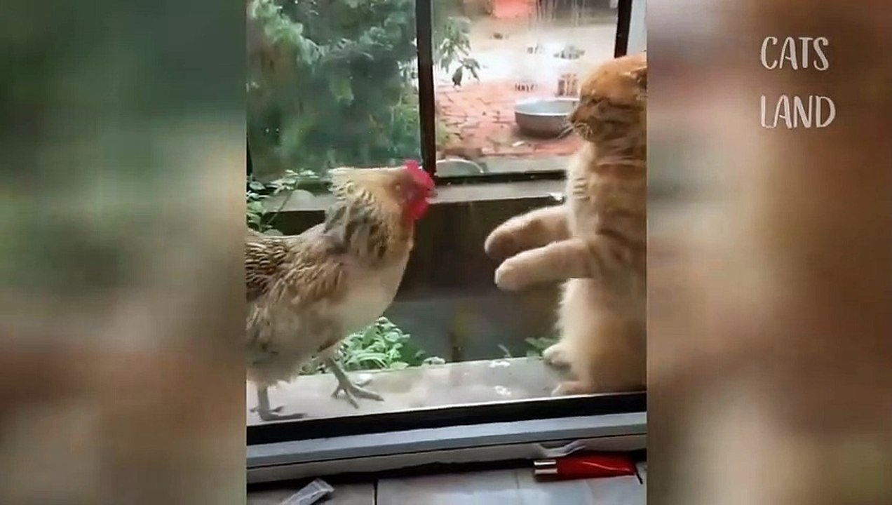 OMG So Cute Cats ♥ Best Funny Cat Videos 2021 #47