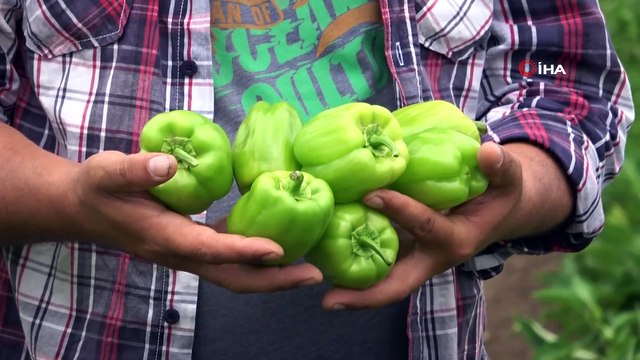 Cumhurbaşkanı Erdoğan talimat vermişti, Tarım Kredi Kooperatifleri eleştirilerin odağında