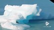 Ce que ces touristes découvrent sur cet iceberg est incroyable... un puma