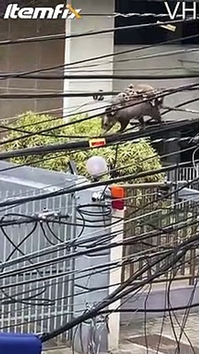 Cette maman opossum porte tous ses bébés sur le dos