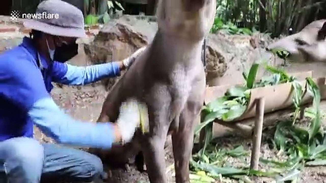 Ce tapir aime tellement se faire brosser qu'il en tire la langue