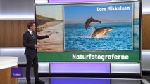 Populære delfiner | Thyborøn Kanal | 08-07-2021 | TV MIDTVEST @ TV2 Danmark