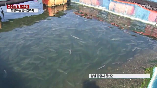 고수온에 양식장 물고기 폐사 속출...치어 방류하기도 / YTN