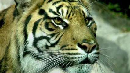 Sumatran Tigers Went Extinct, Learn About Their Uniqueness