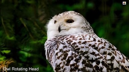 "Owl "Rotating Head Video-HD