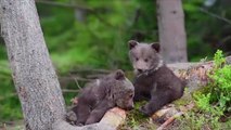 Adorable Baby Bear Loses Fight With Flagstick on North Carolina Golf Course