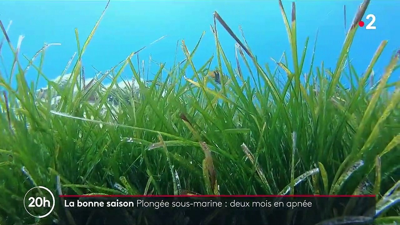 Corse : c'est la pleine saison pour les clubs de plongée sous-marine