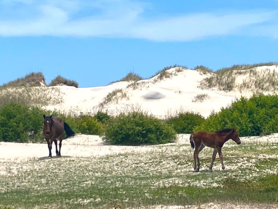 Elderly Wild Horse Known for "Babysitting" Young Horses Found Dead on Outer Banks
