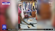 [이슈톡] 가정집 천장 내부서 거대한 비단뱀 발견