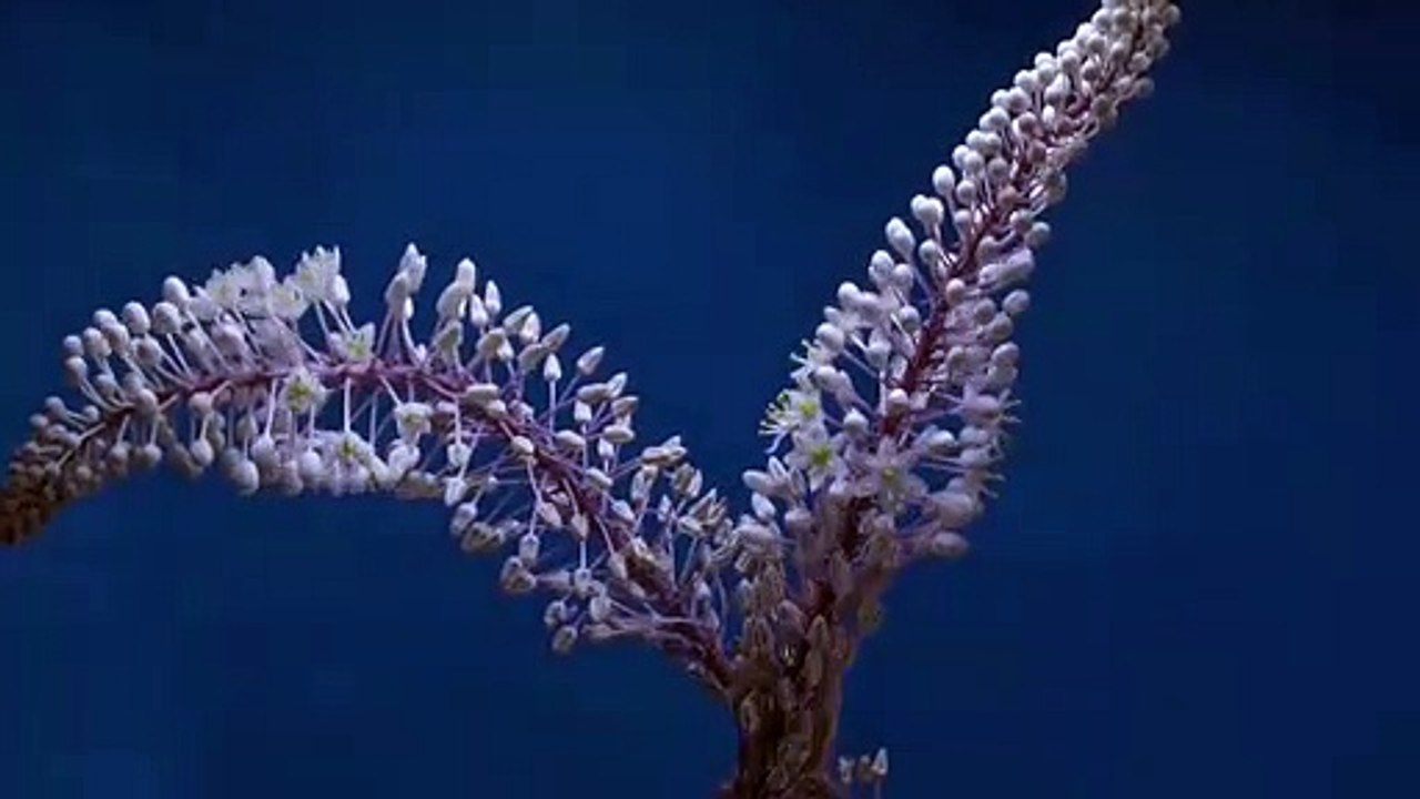 Time Lapse Of Flower Blooming By GoPro _ Video No 9 _ TimeLapse Shots