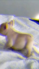 adurable puppies 2021