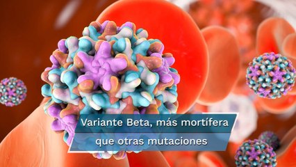 Variante Beta aumenta el riesgo de muerte en quienes la contraen: estudio