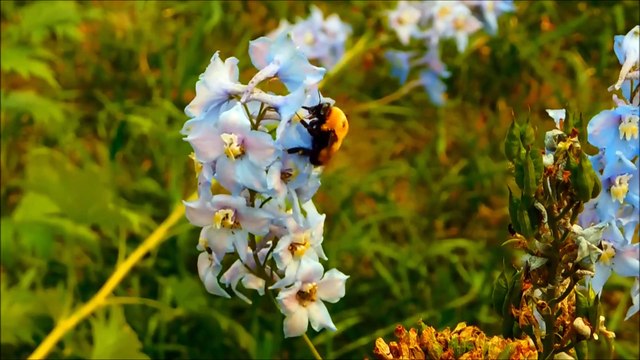 Relaxing Music, Beautiful Nature Peaceful Piano, Healing Music, Meditation music, Morning Relaxing Music, Stress Relief