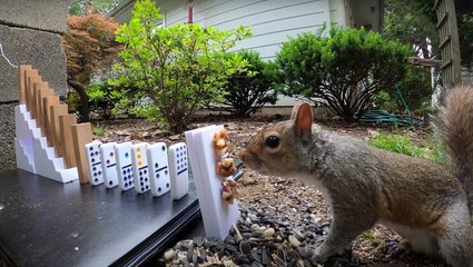 Squirrel Triggers Animal-Feeding Chain Reaction Machine