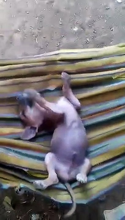 sleeping with my puppy