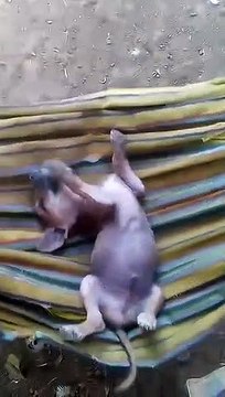 sleeping with my puppy