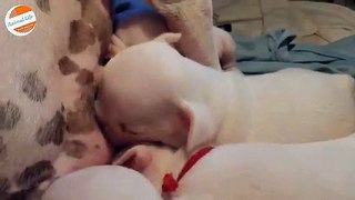 Newborn French Bulldog Puppies Fighting to Breastfeed