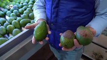 Los aguacates de Portugal: ¿Oro verde o riesgo para el medioambiente?