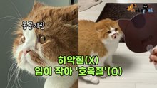 부채보고 놀란 쫄보 고양이 '분노의 호옥질(?)'