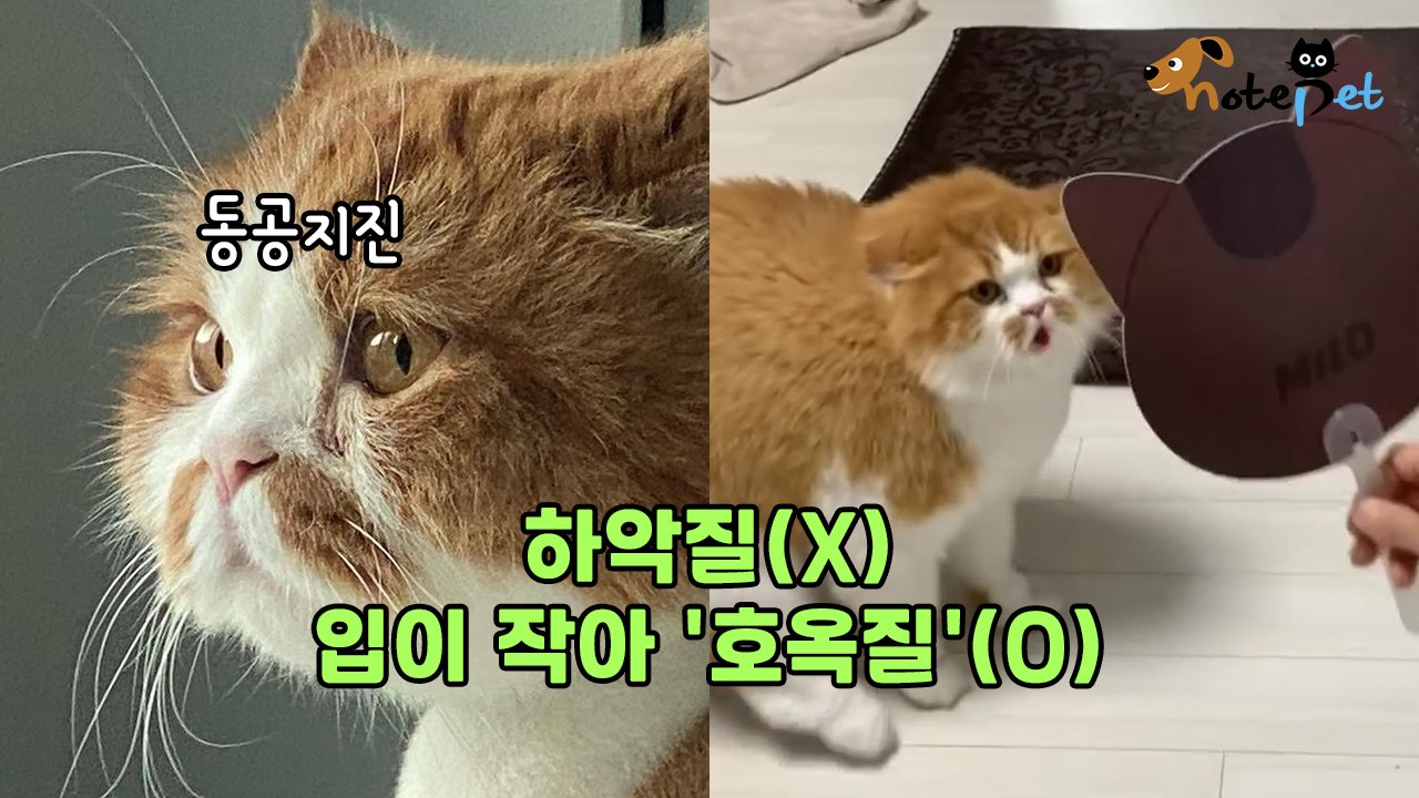 부채보고 놀란 쫄보 고양이 '분노의 호옥질(?)'