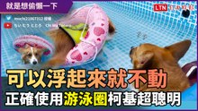 可以浮起來就懶得動！柯基正確使用游泳圈 網讚「太聰明了！」