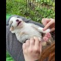 AWW CUTE BABY ANIMALS Videos Compilation cutest moment of the animals 2021 - Soo Cute!