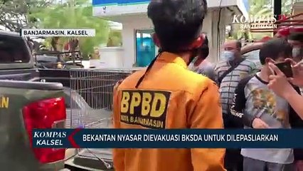 Seekor Kera Bekantan Tersesat ke Permukiman Warga