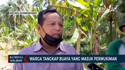 Warga Kubu Raya Tangkap Buaya, Satu Orang Sempat Digigit