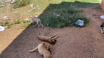 População denuncia mortes de cachorros por envenenamento na cidade de Pombal