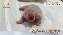 白浜AWで赤ちゃんパンダ誕生　日本人スタッフの挑戦 2020 .12