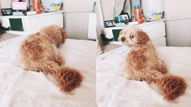 'Dog's HILARIOUS Reaction to Owners Whispering his Favorite Words'