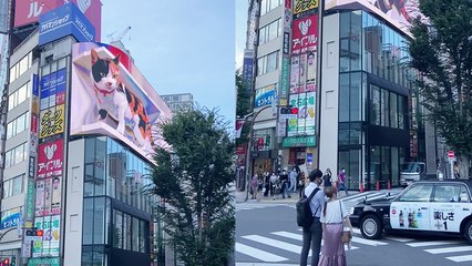 'ULTRA-REALISTIC 3D Cat Spotted on a Billboard in Tokyo, Japan'