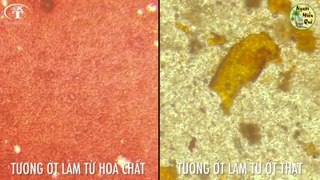 Tương ớt nguyên chất và tương ớt hoá chất dưới kính hiển vi |  Chili Sauce under microscope