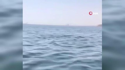 Silivri Kumluk plajında yunus sürprizi