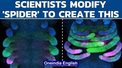 Watch: Spider 'cousin' Daddy Short Legs created in lab to understand arachnids | Oneindia News