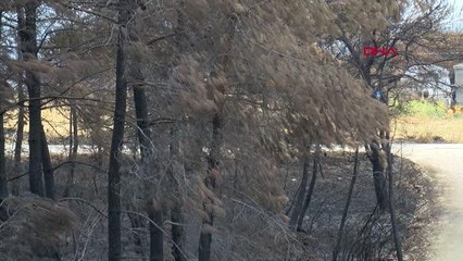 5 DÖNÜMLÜK ÇİFTLİK, GEBE İNEKLERLE 5 DAKİKADA KÜL OLDU